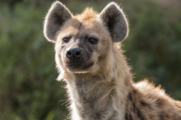 spotted hyena