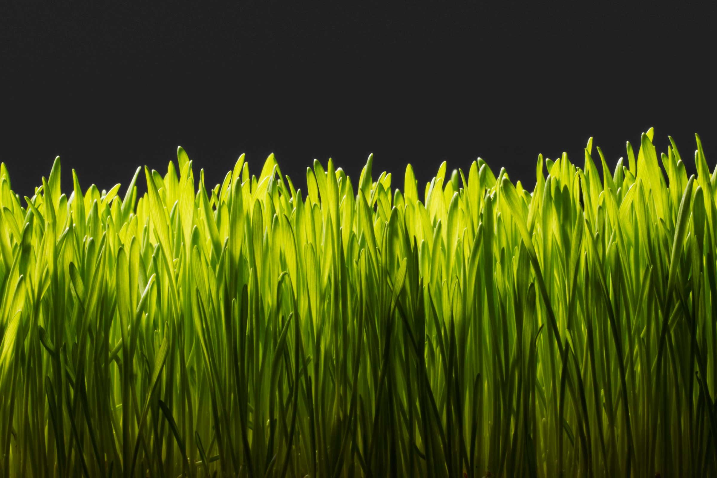 dark side of the american lawn