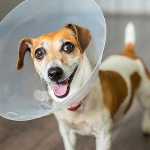 vets wont tell dog