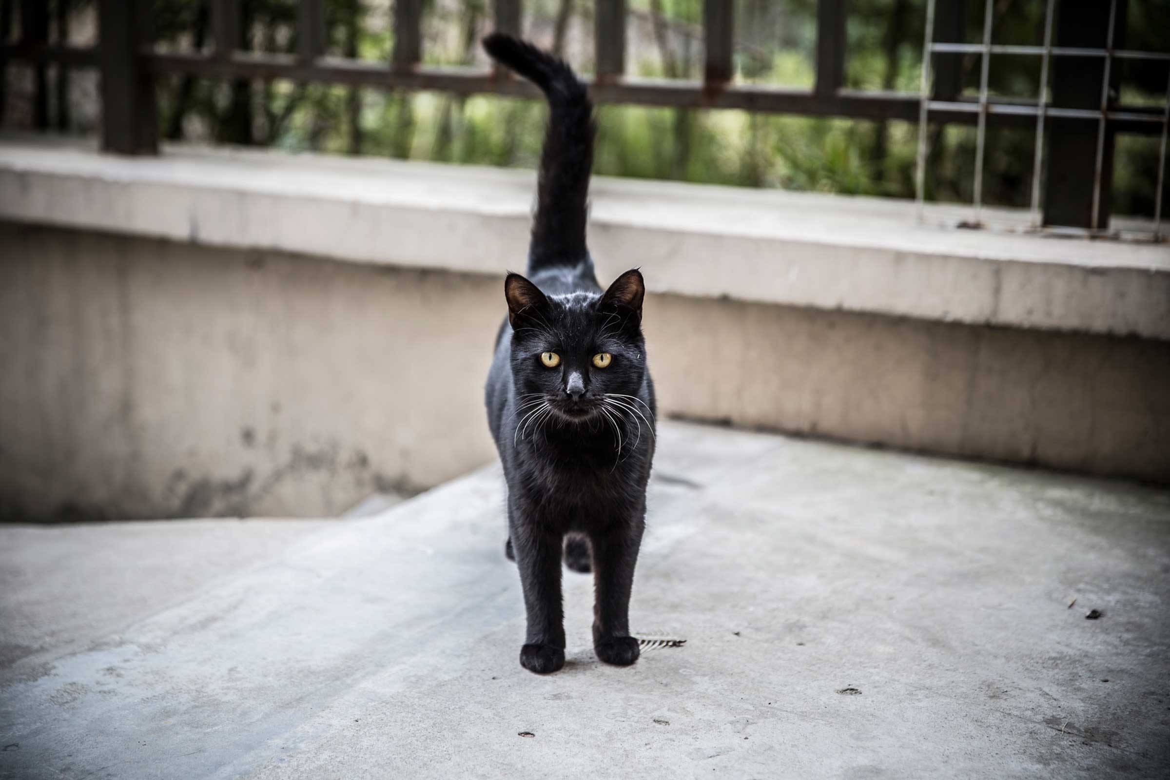 psychologists-explain-the-science-behind-superstitions-and-why-we-believe-them-467125793-yongyuan