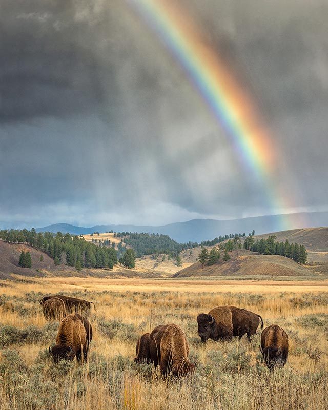 Rainbow