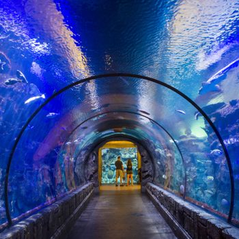 Glass tunnel encases people, displaying swimming fish within an underwater-themed aquarium, surrounded by vibrant corals and blue-lit water.