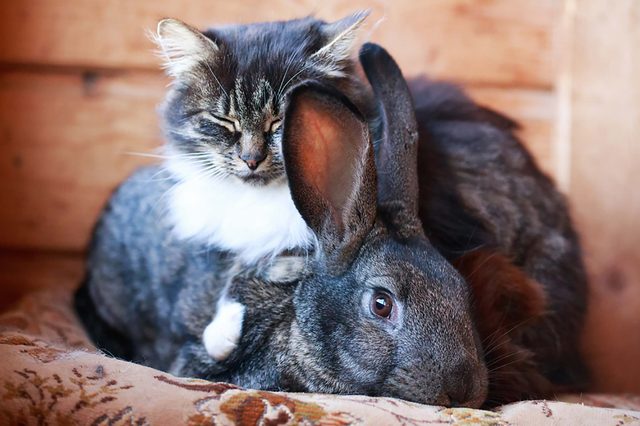 animals