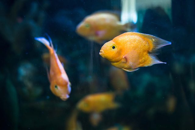 fish