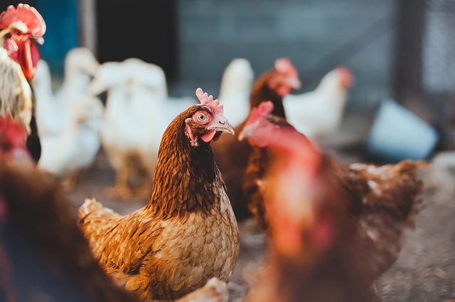 chickens
