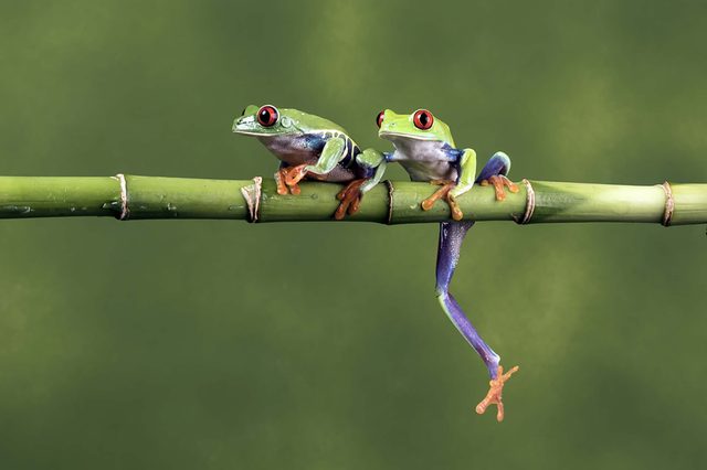 frog