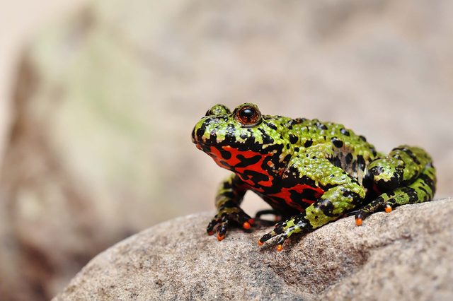 frog