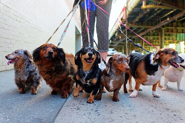 dogs