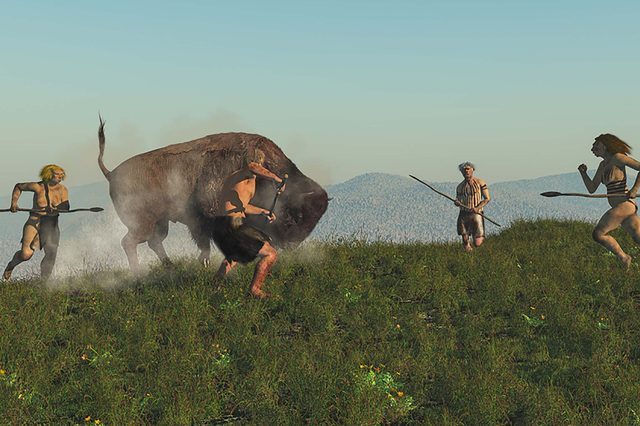 buffalo