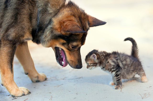 animals