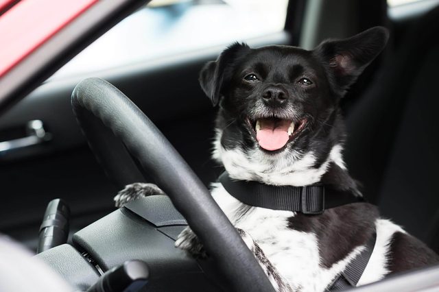 Dog