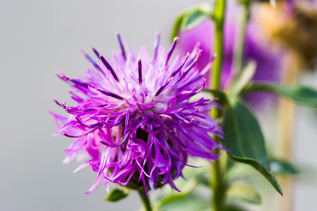 Milk-thistle