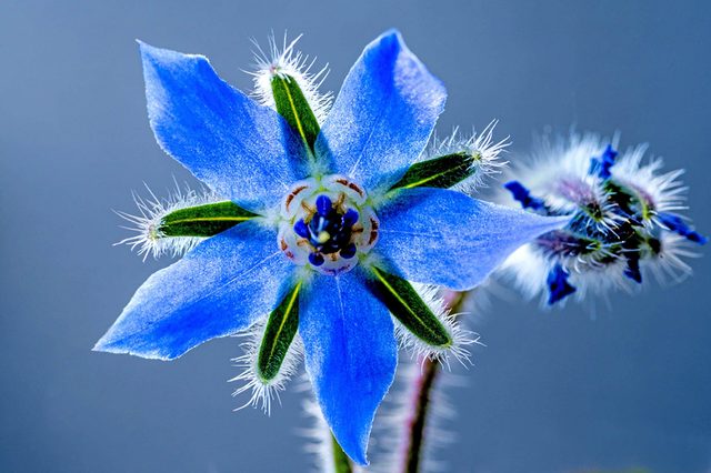 Borage-oil