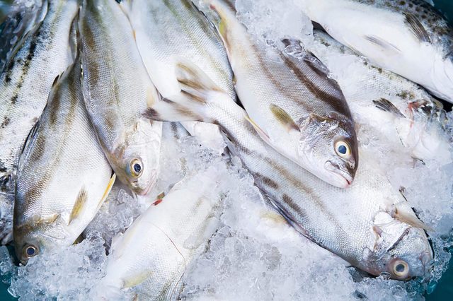 Fish