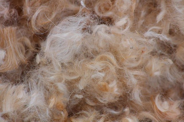 Dog-hair