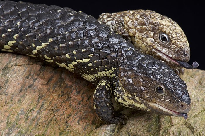 Monogamous animals skink mate for life