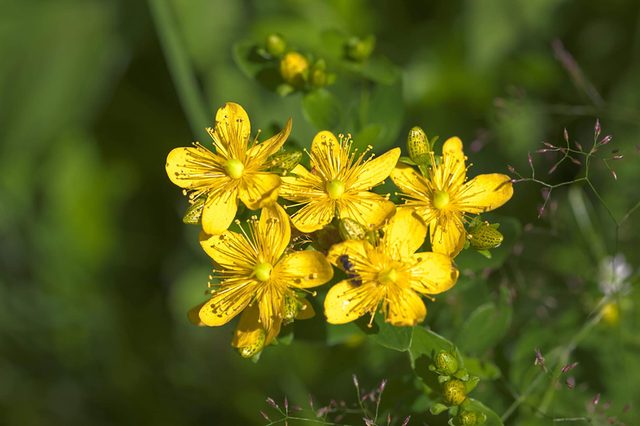 st-johns-Wort