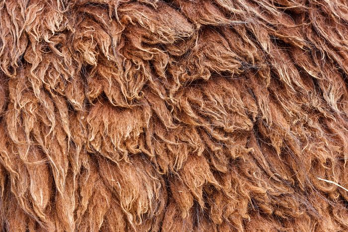 Llamas-fur