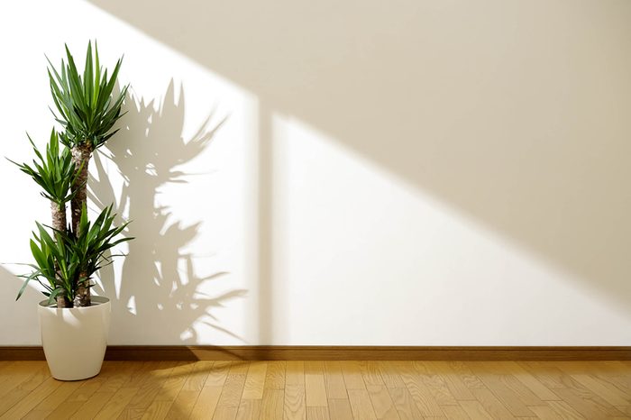plant