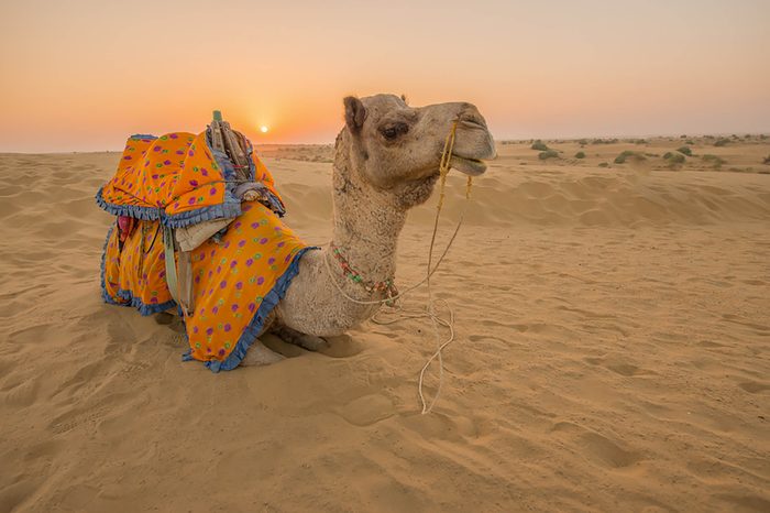 Camel