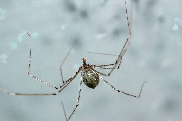 Spider