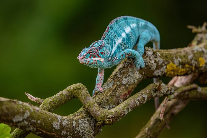 Chameleon