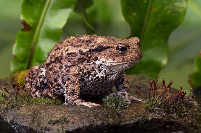 Toad