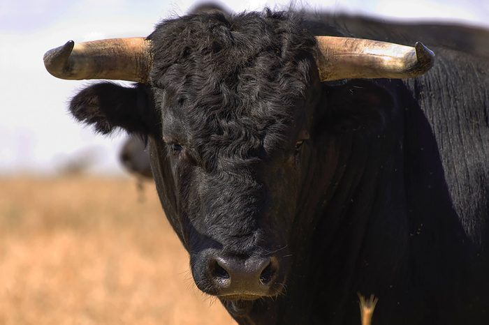 Bull