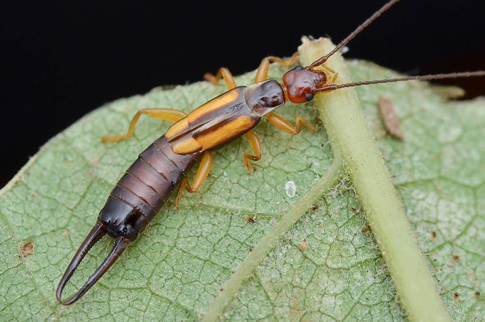 Earwig