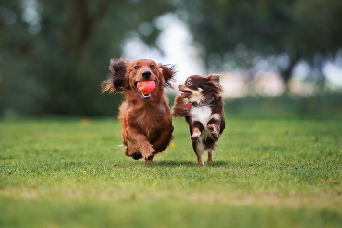 two small dogs playing together outdoors