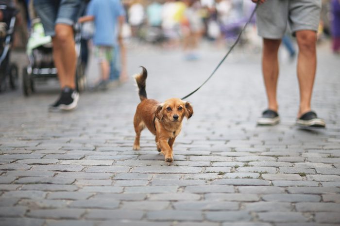 The dog with the owner goes on urban roadway