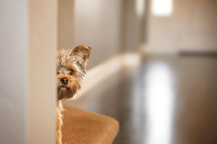 a cute yorkshire terrier peeking from around a wall toned with a retro vintage instagram filter effect app or action