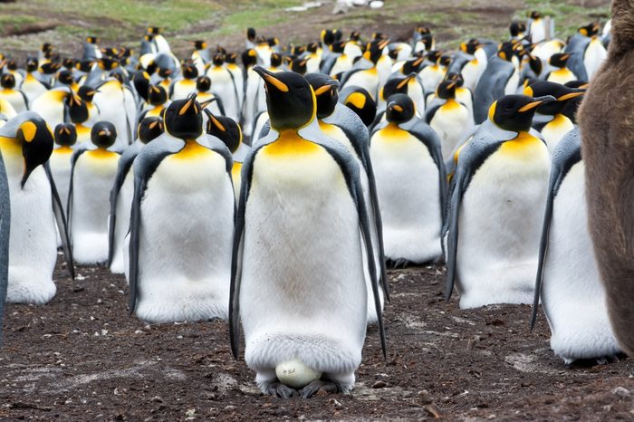 An adult King Penguin incubates an egg within it's breeding colony.