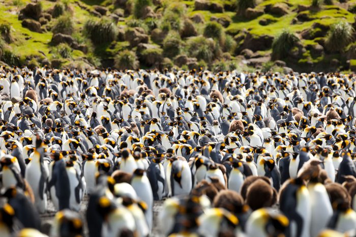 King Penguins, Aptenodytes patagonicus on Macquarie Island, Sub-antarctic Islands, Australia