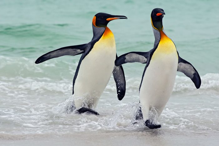 King penguins going from blue water, Atlantic ocean in Falkland Island. Sea bird in the nature habitat. Penguins in the water. Penguins in the sea waves. Penguin with black and yellow head.