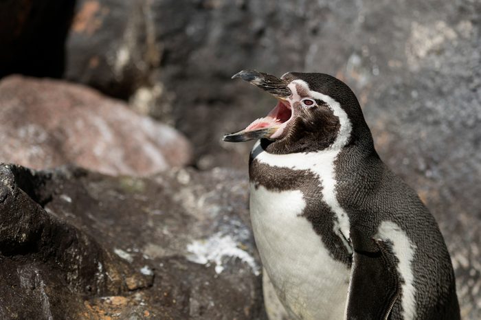 Humboldt penguin (Spheniscus humboldti) with open mouth