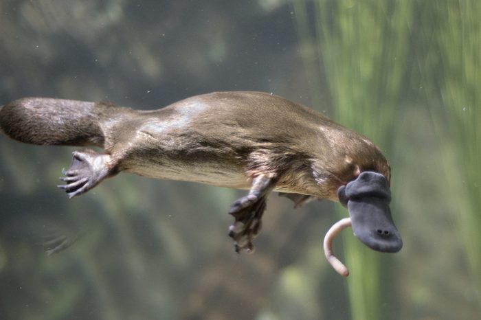 Tasmania , platypus eating worm