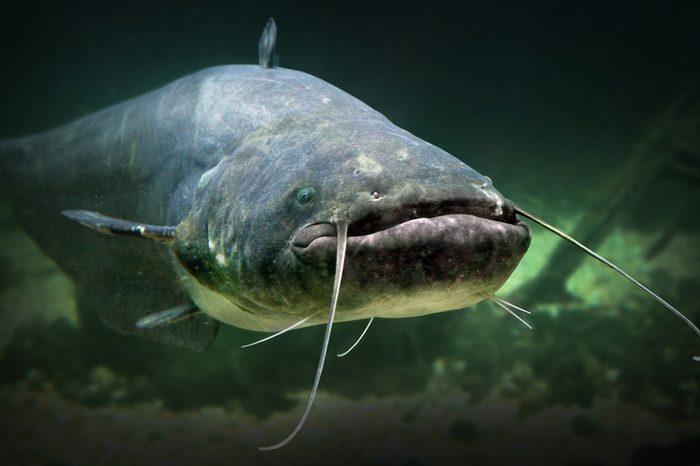 Underwater photo of The Catfish (Silurus Glanis). Biggest predatory fish in European lakes and river.