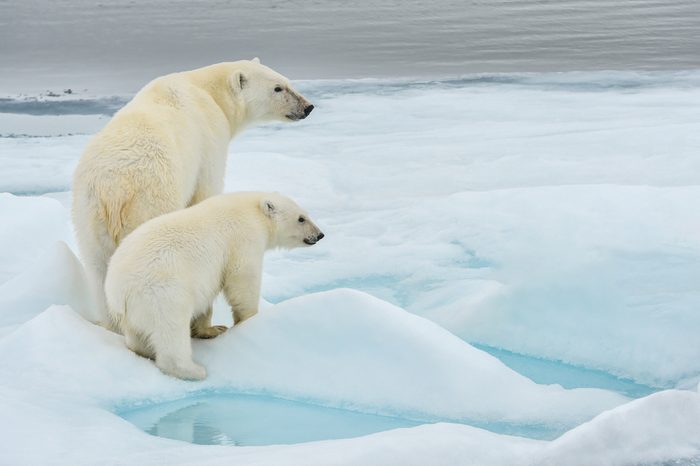 polar bear mother and cub along ice floe in arctic ocean above norway's svalbard islands