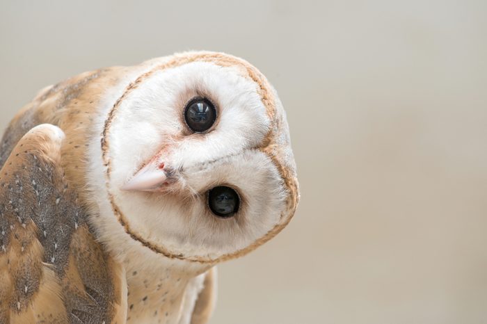 common barn owl ( Tyto albahead ) head close up