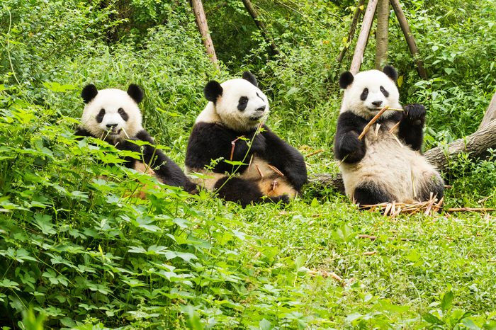 Three giant pandas has lunch, Giant Panda Breeding Research Base (Xiongmao Jidi), Chengdu, China