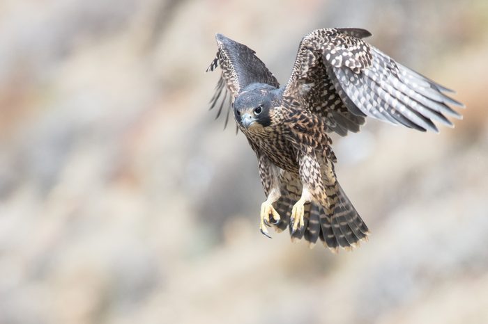 Peregrine Falcon