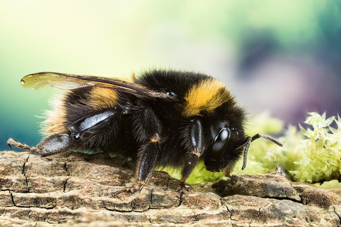 Focus Stacking - Buff-tailed Bumblebee, Bumblebee, Dumbledor, Dumbledore