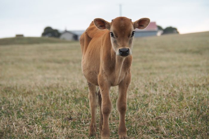 calf in the pasture