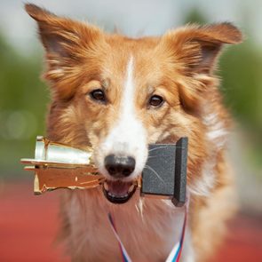 A brown and white dog holds a golden trophy in its mouth, standing outdoors on a blurred background of red and green.