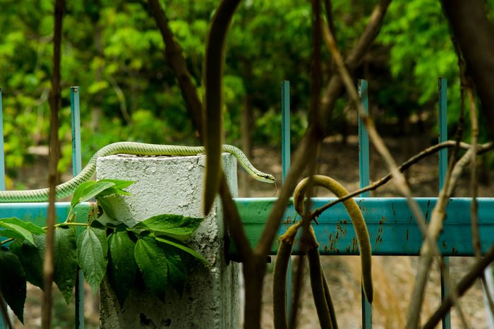 green snake disguise itself with tree branch,Harmonious in green surrounding