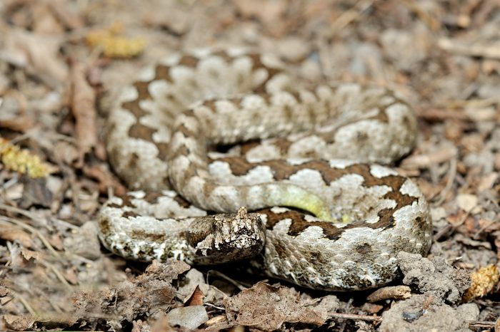 horned viper (vipera ammodytes)