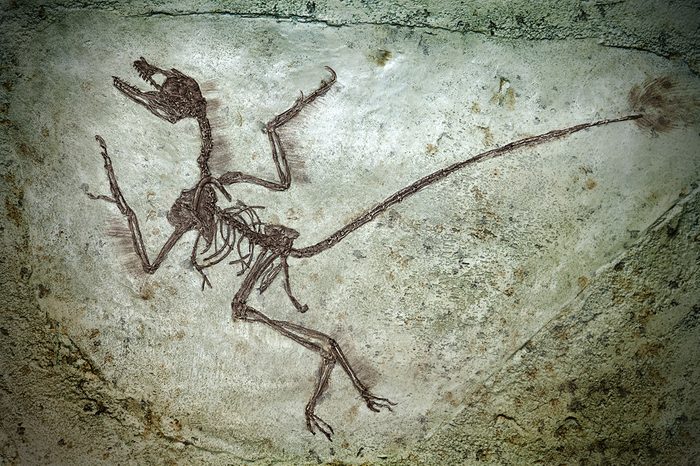 Close-up shot of a dinosaur fossil.