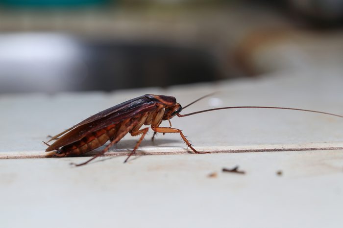Dying cockroach Blattodea crawling around the kitchen, isolated,