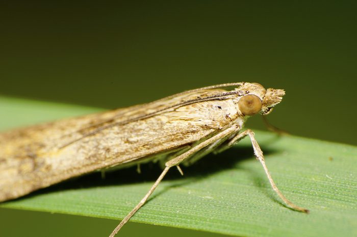 Macro side view of the front of the large light, fluffy moth with krylmi Caucasian, legs, head, eyes, antennae squatting on a green blade of grass